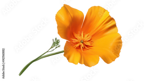 Realistic California Poppy Blossom on White Transparent Background