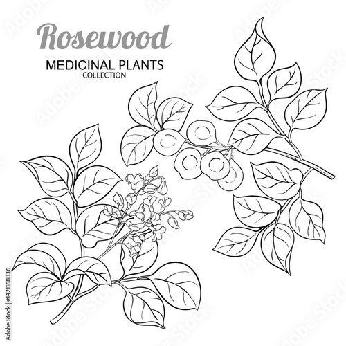 Rosewood Branch with Flowers, Seeds and Leaves Outline Illustration. Essential oil ingredient for aromatherapy, health care, alternative medicine. Vector isolated for design or decoration.