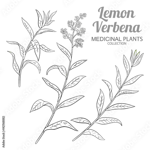 Lemon Verbena Branch with Flowers and Leaves Outline Illustration. Essential oil ingredient for aromatherapy, health care, alternative medicine. Vector isolated for design or decoration.