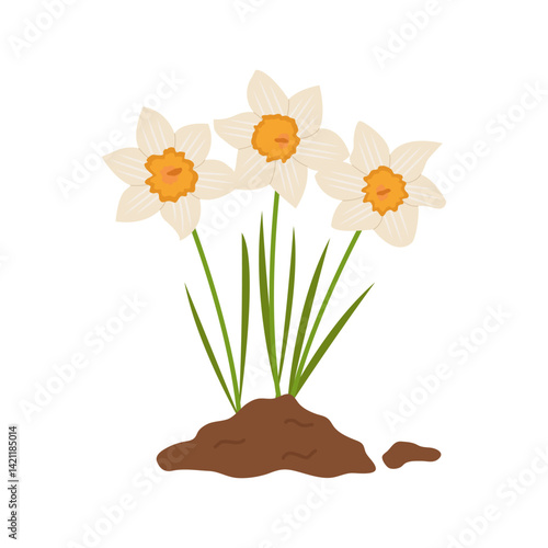 Daffodils growing from the ground. Vector illustration.

