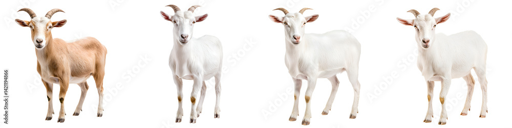 Adorable goats standing in a field Adorable goats standing in a field