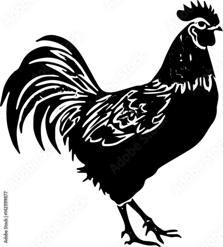 rooster isolated on white background