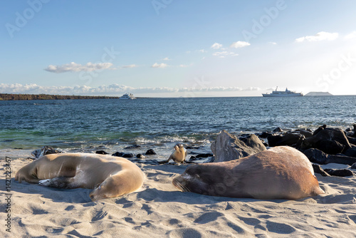 The Galapagos Islands are a volcanic archipelago in Ecuador, the first to be designated a World Natural Heritage Site. They are known as the loneliest and most beautiful archipelago in the world