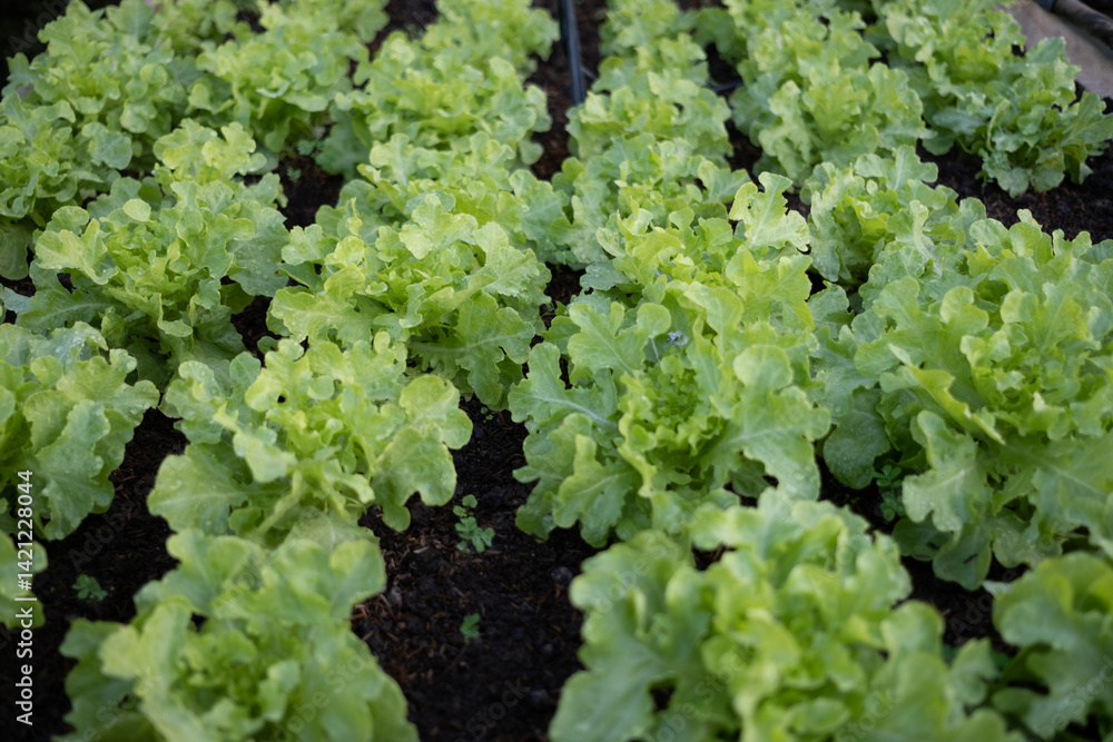 Green lettuce in the garden