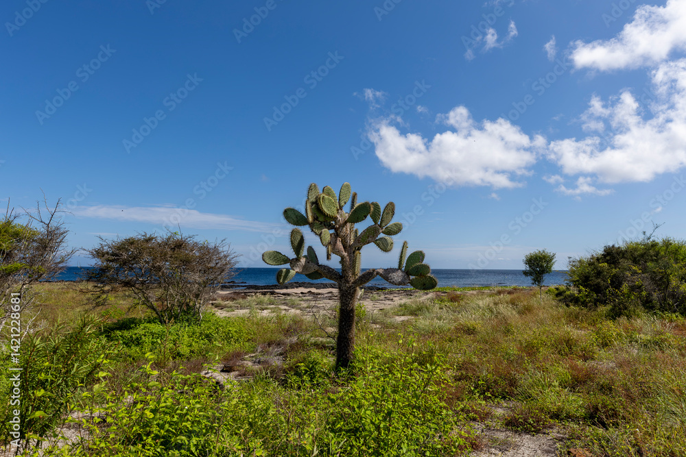 Obraz premium The Galapagos Islands are a volcanic archipelago in Ecuador, the first to be designated a World Natural Heritage Site. They are known as the loneliest and most beautiful archipelago in the world