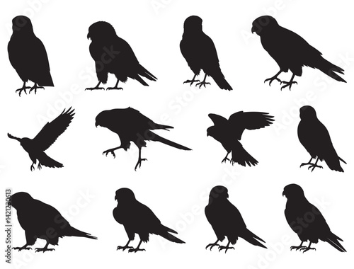  KESTREL BIRD SILHOUETTE