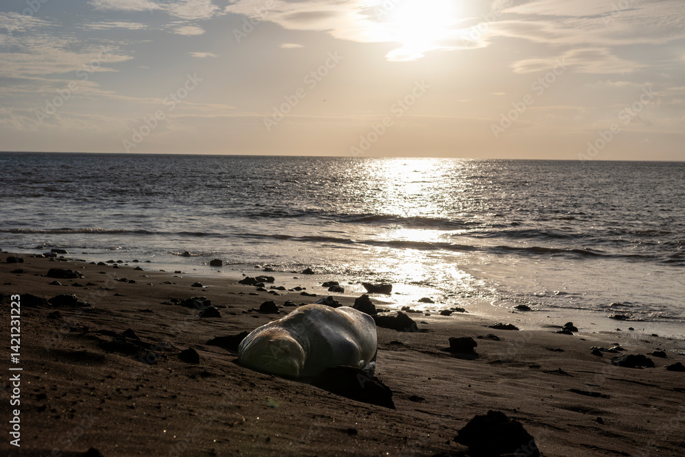 Obraz premium The Galapagos Islands are a volcanic archipelago in Ecuador, the first to be designated a World Natural Heritage Site. They are known as the loneliest and most beautiful archipelago in the world