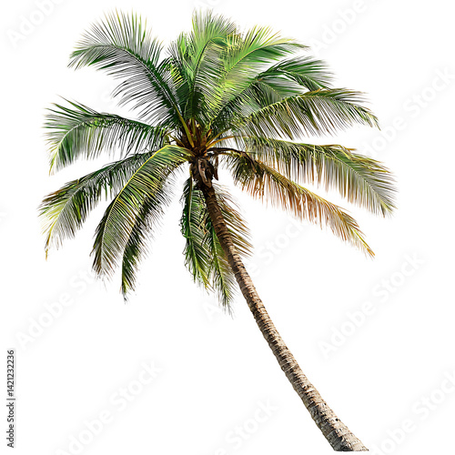 Obraz na płótnie A single tall coconut palm tree with a slender trunk and wide green fronds presented in isolation with high detail and realistic tropical appearance on a transparent background w salonie