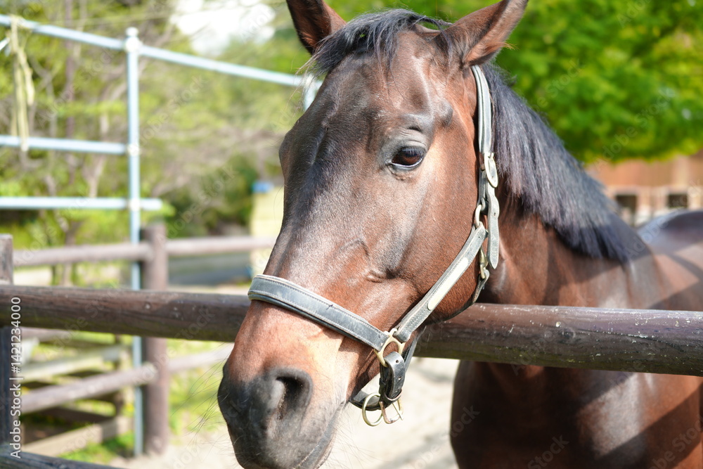Fototapeta premium 馬（アメリカンミニチュアホース）