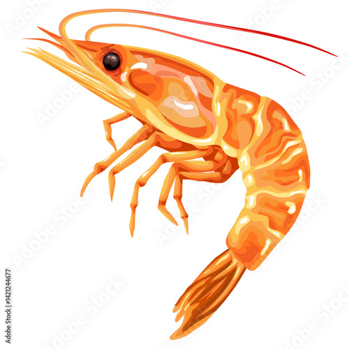 Image of a beautiful, perfect orange river prawn, white background, editable vector illustration.