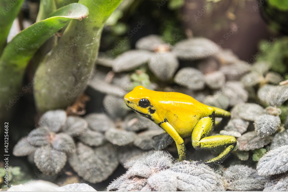 Small yellow poison dart frog (Phyllobates terribilis) in a terrarium, close-up