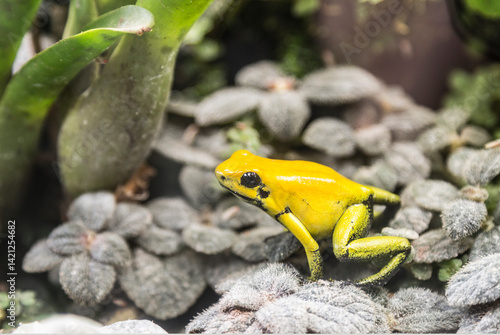 Obraz na płótnie Small yellow poison dart frog (Phyllobates terribilis) in a terrarium, close-up w salonie