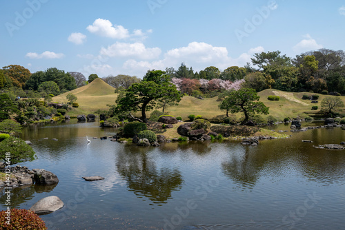 Traditional Japanese garden with pond and cherry blossoms
