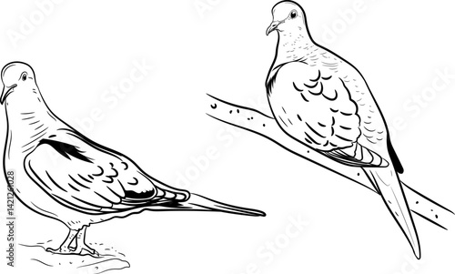 Dove bird silhouette Black and white drawing vector illustration