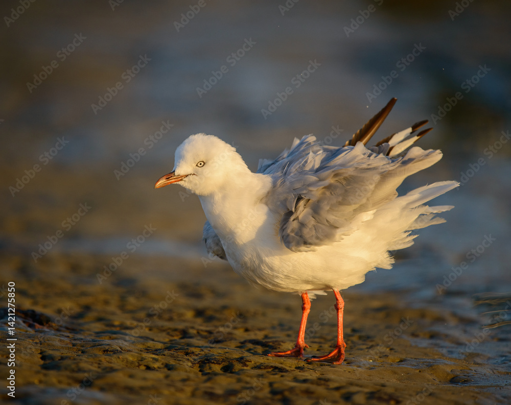 Seagull shaking feathers in the morning sunlight. Auckland.