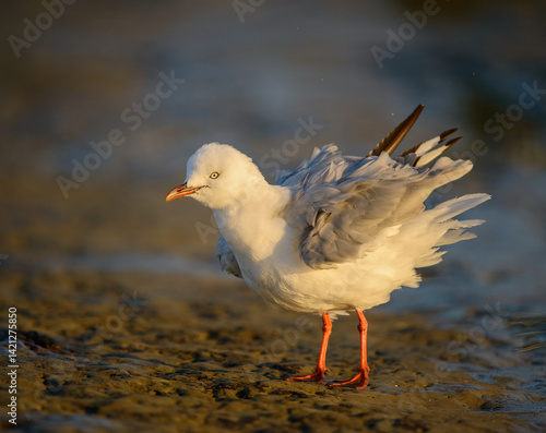 Obraz na płótnie Seagull shaking feathers in the morning sunlight. Auckland. w salonie