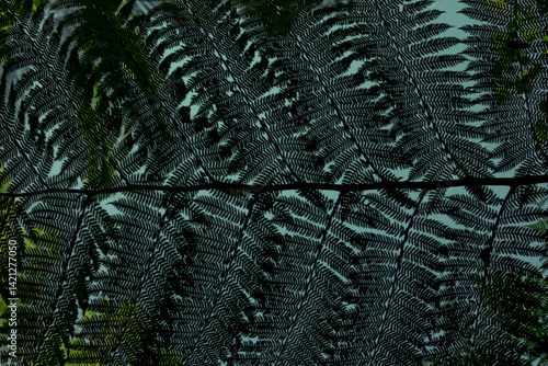 Close-Up eines Farns im Regenwald