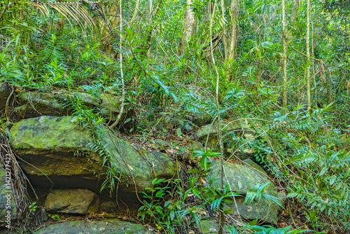 Regenwald m Hinterland der sunshine Coast in australien