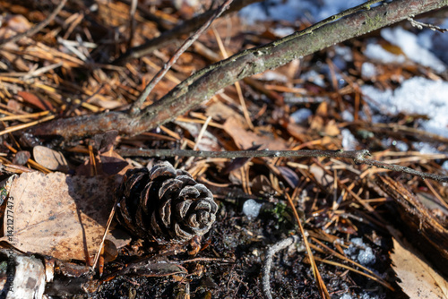 A close up of forest duff in winter with a pine cone, Mazovia, Poland