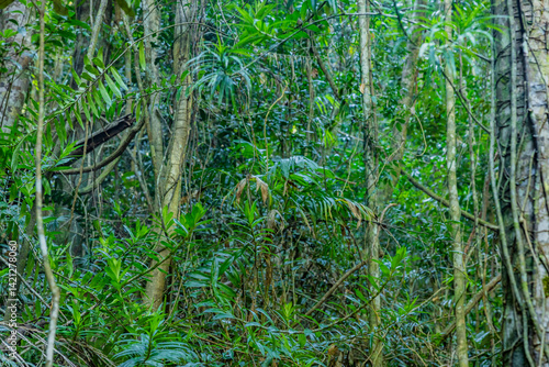Regenwald m Hinterland der sunshine Coast in australien