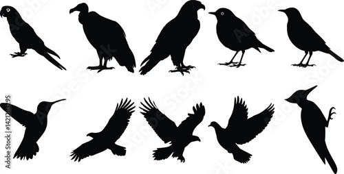 Collection of Bird Silhouettes Parrot Eagle Vulture Hummingbird Robin Blackbird Wildlife Nature