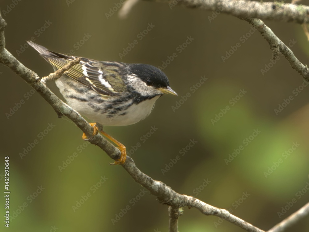 Fototapeta premium Blackpoll Warbler perched on a limb with a forestry green backdrop