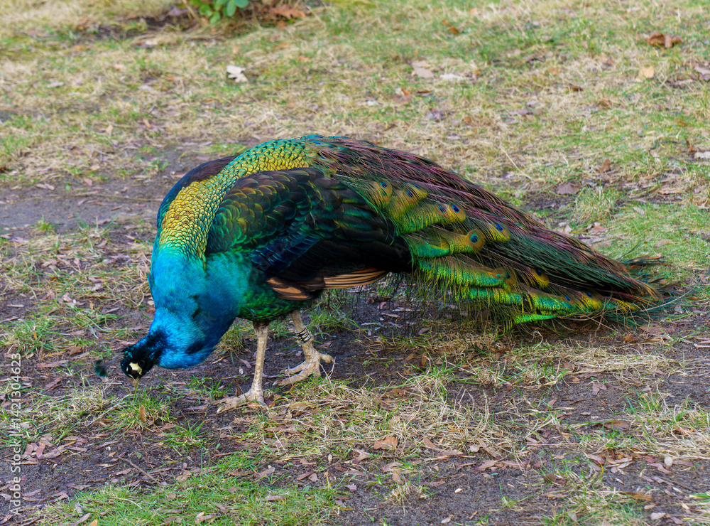 Colorful Indian peacock walking through dry leaves and greenery