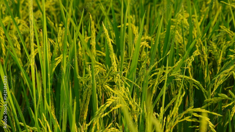 Rice field agriculture grain food yield season Rice field agriculture grain food yield season