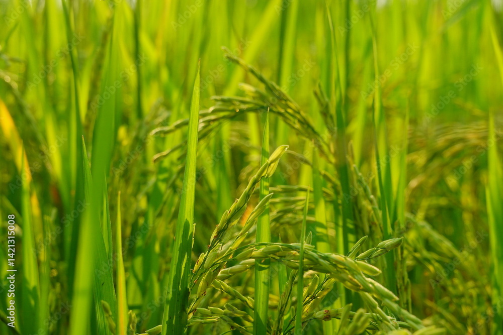 Rice field agriculture grain food yield season Rice field agriculture grain food yield season
