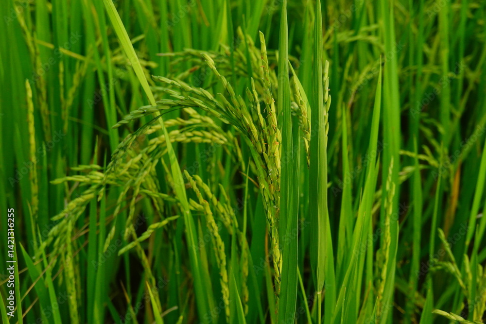 Rice field agriculture grain food yield season Rice field agriculture grain food yield season