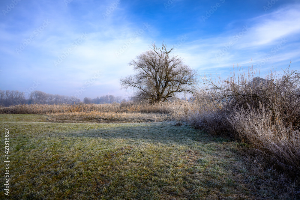 Winter scenic with a lonely tree