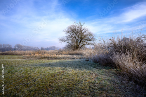 Obraz na płótnie Winter scenic with a lonely tree w salonie