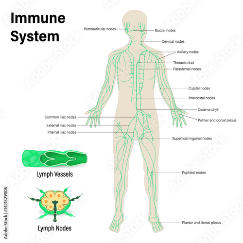 Human lymphatic system anatomy. Lymphatic vessels and nodes in body. Lymphatic vessel and lymph nodes.