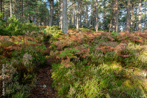 A richly textured woodland scene with tall pine trees, golden bracken, blooming heather, and a narrow path leading through a quiet, sun-dappled forest floor.