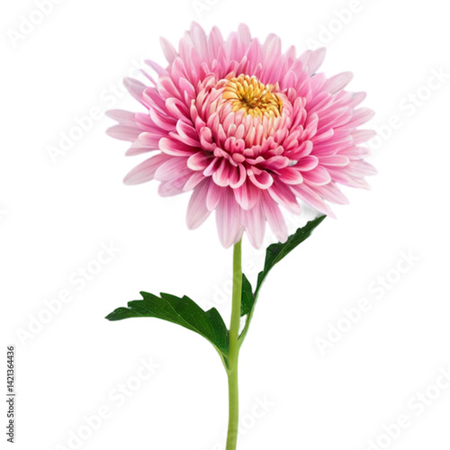 Bild auf Leinwand gerber daisy isolated on white