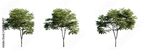 High-resolution cutout of a Japanese maple tree (Acer palmatum) with rich green foliage. Perfect for architectural visualizations, landscaping design, or nature-themed compositions. Clean transparent 