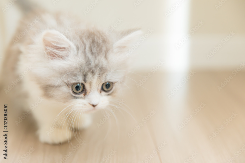 kitten on a white kitten on a white
