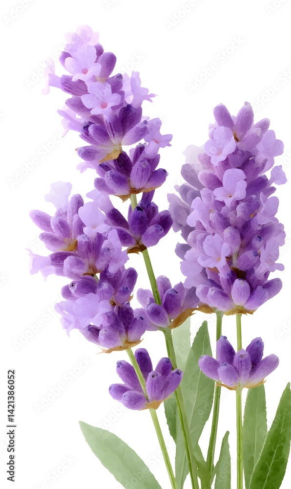 Lavander, clip art, watercolor style, white background, Generative AI Lavander, clip art, watercolor style, white background, Generative AI