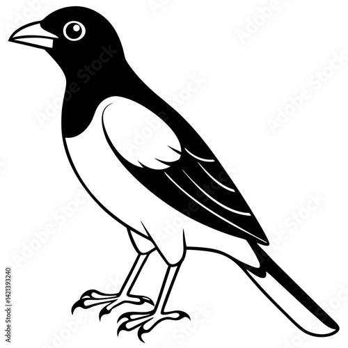 Common Myna Vector on White Background