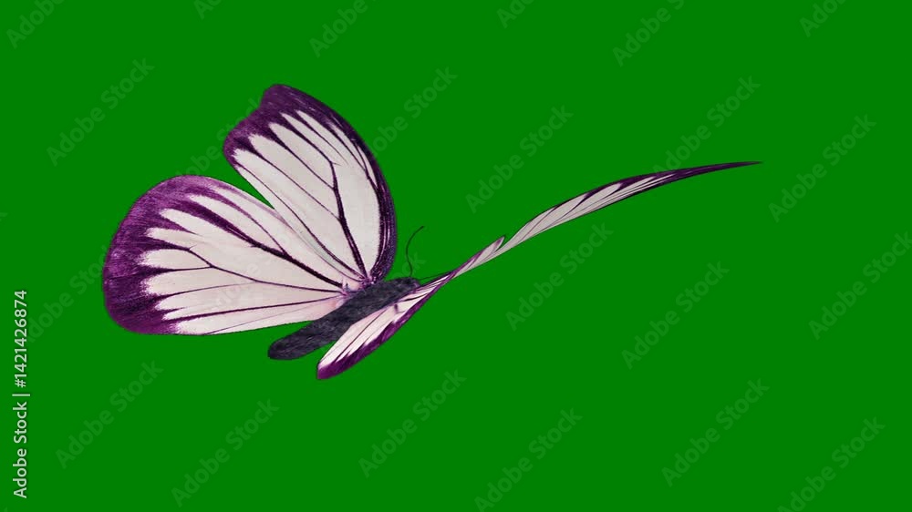 Butterfly Wings Green Screen Chroma Key Background for Professional ...
