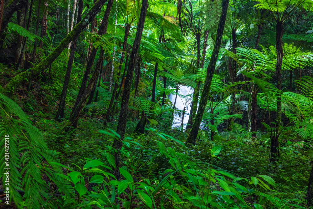 Obraz premium Beautiful tropical rainforest in ThaiLand.