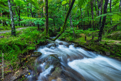 Beautiful tropical rainforest in ThaiLand.