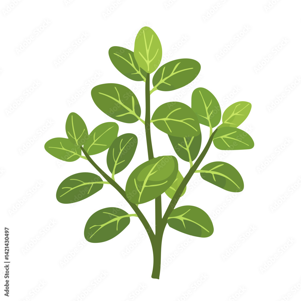 A Very Simple flat 2D icon of a marjoram branch isolated on a white background, vector, flat design, animation design, simple flat 2D icon, minimalist design, clipart design, EPS format A Very Simple flat 2D icon of a marjoram branch isolated on a white background, vector, flat design, animation design, simple flat 2D icon, minimalist design, clipart design, EPS format