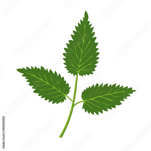 Simple flat 2D icon nettle isolated on transparent background, vector, flat design, animation design, vector, flat design, animation design, simple flat 2D icon, minimalist design, clipart	