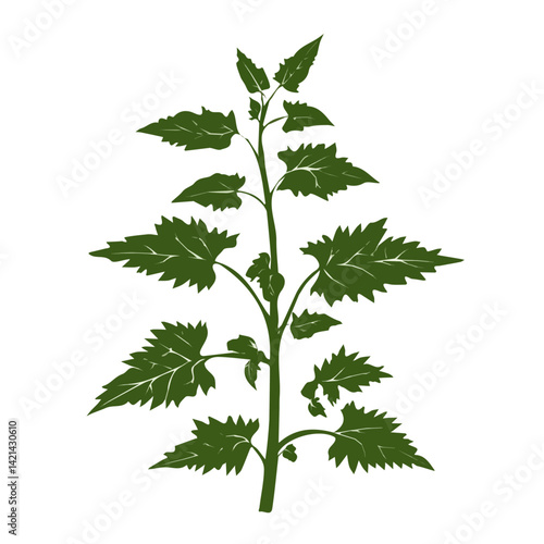 A Very Simple flat 2D icon of a nettle leaf isolated on a white background, vector, flat design, animation design, simple flat 2D icon, minimalist design, clipart design, EPS