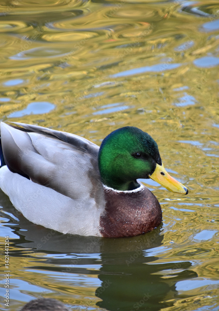 Fototapeta premium Beautiful Drake Duck Swimming in a Murky Pond