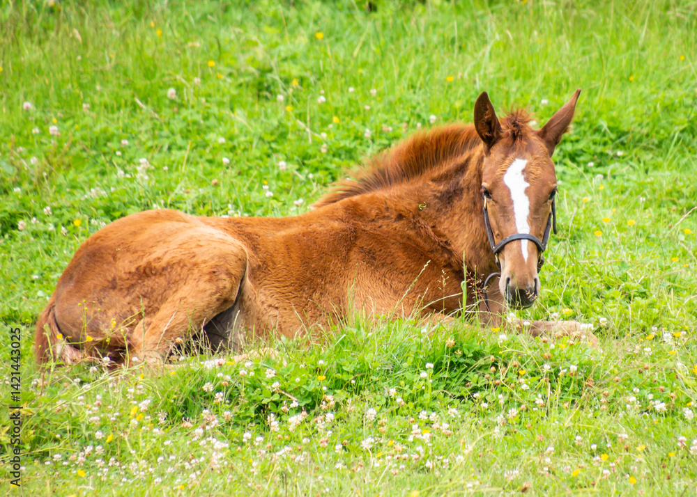 Fototapeta premium Baby horse resting on lush green grass in a sunny meadow during late spring afternoon