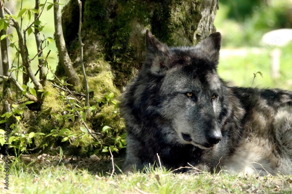 Fototapeta premium loup