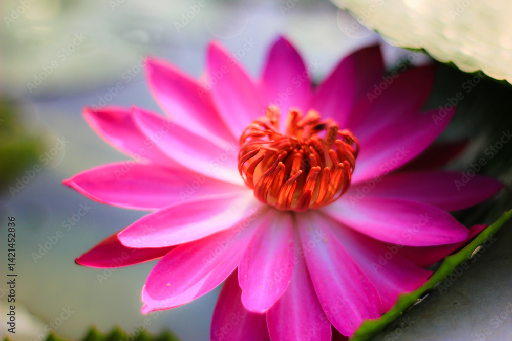 Clear pink and purple lotus flowers in the pond