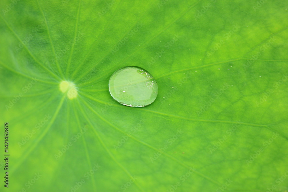 green leaf with water drops